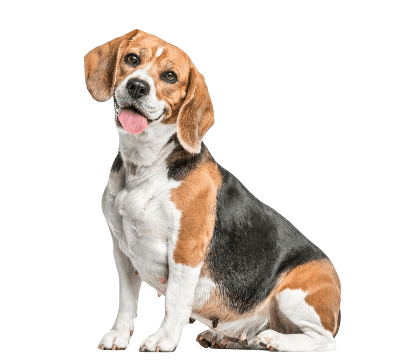 Veterinarian in Philadelphia, PA